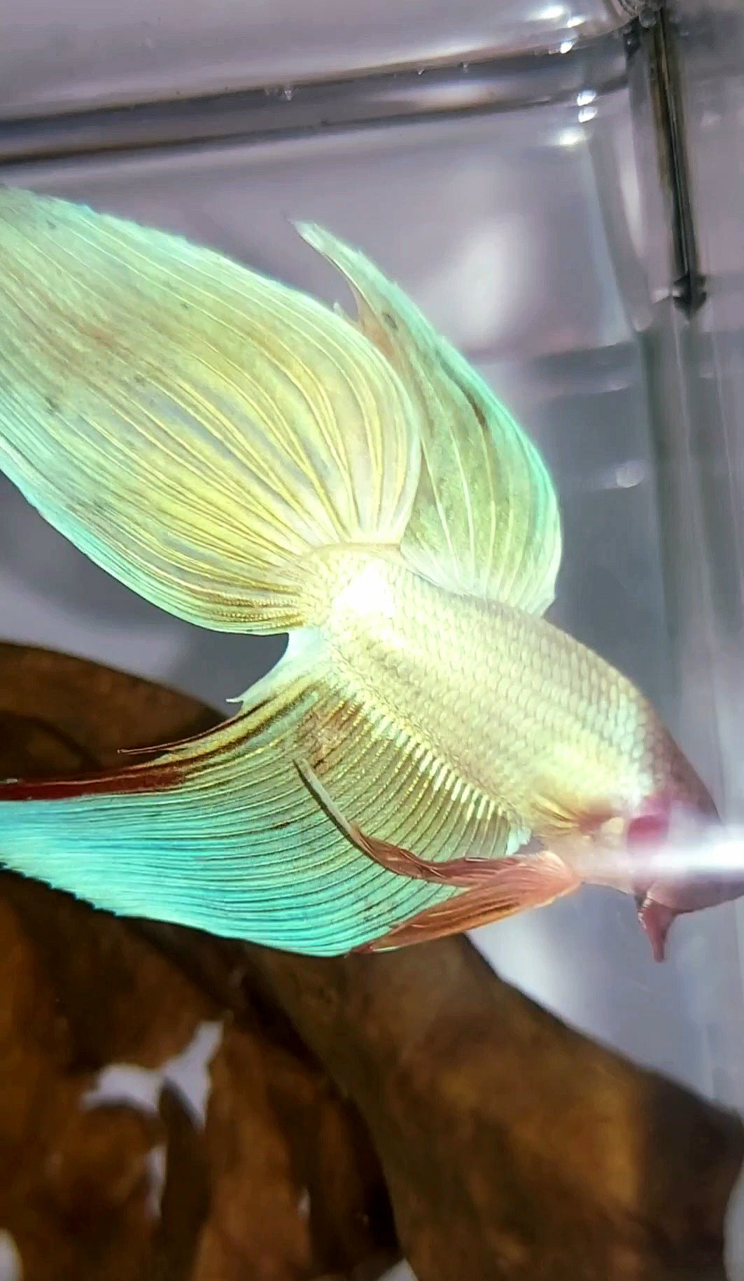 XL VEILTAIL PINK UNICORN ARMAGEDDON SUPER PREMIUM RARE BETTA FISH