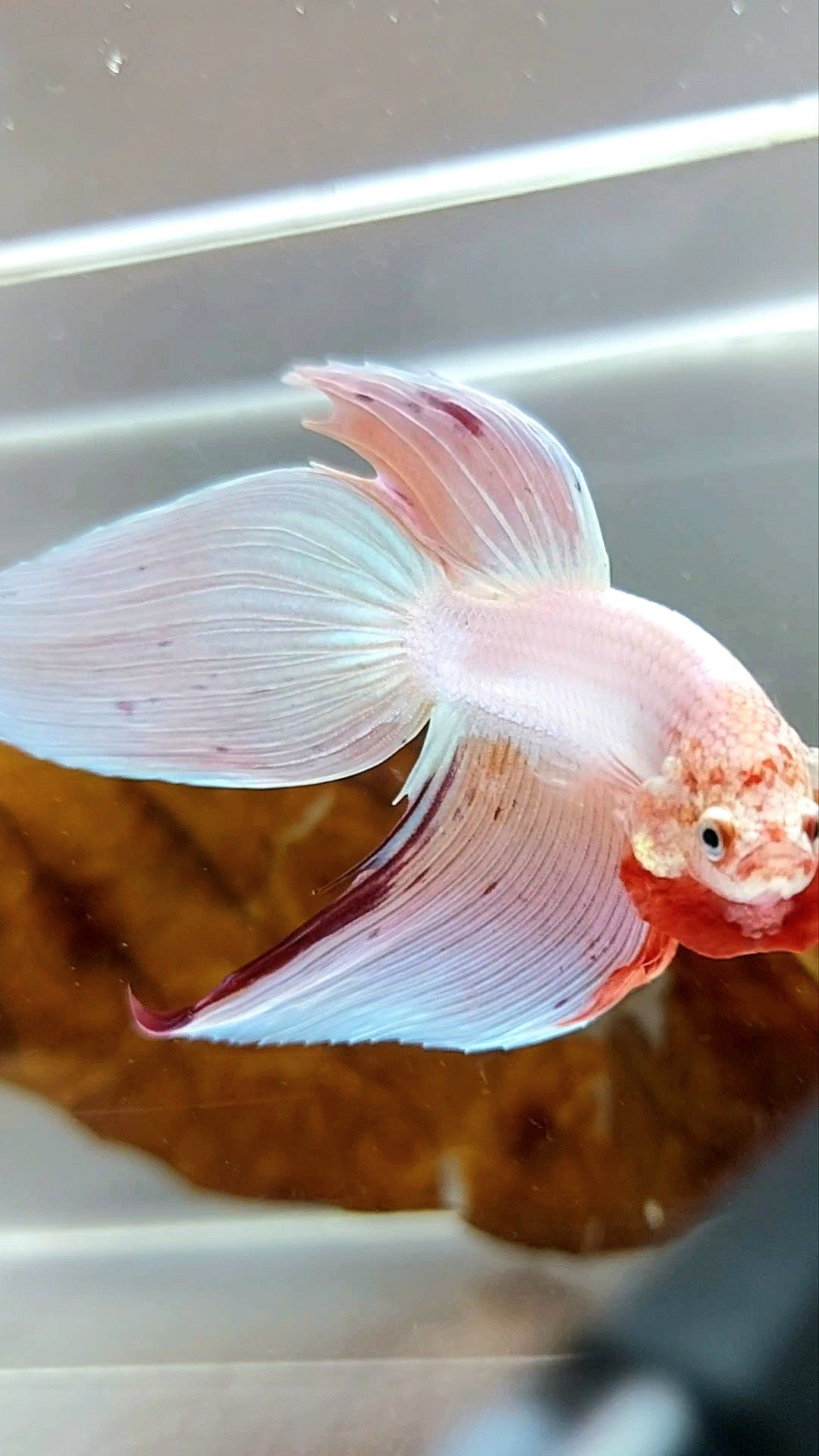 XL VEILTAIL PINK UNICORN ARMAGEDDON SUPER PREMIUM RARE BETTA FISH