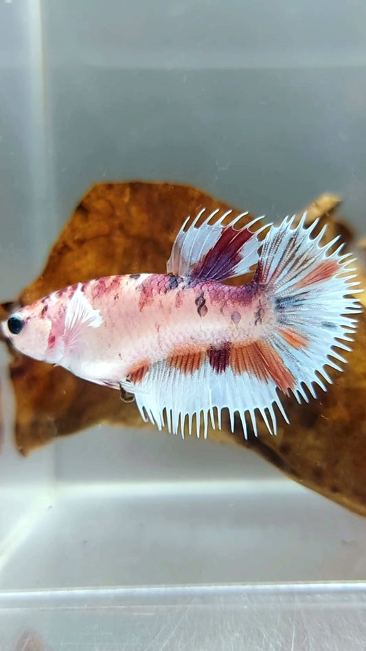 FEMALE CROWNTAIL DUMBO EAR CANDY MULTICOLOR SUPER PREMIUM RARE BETTA FISH