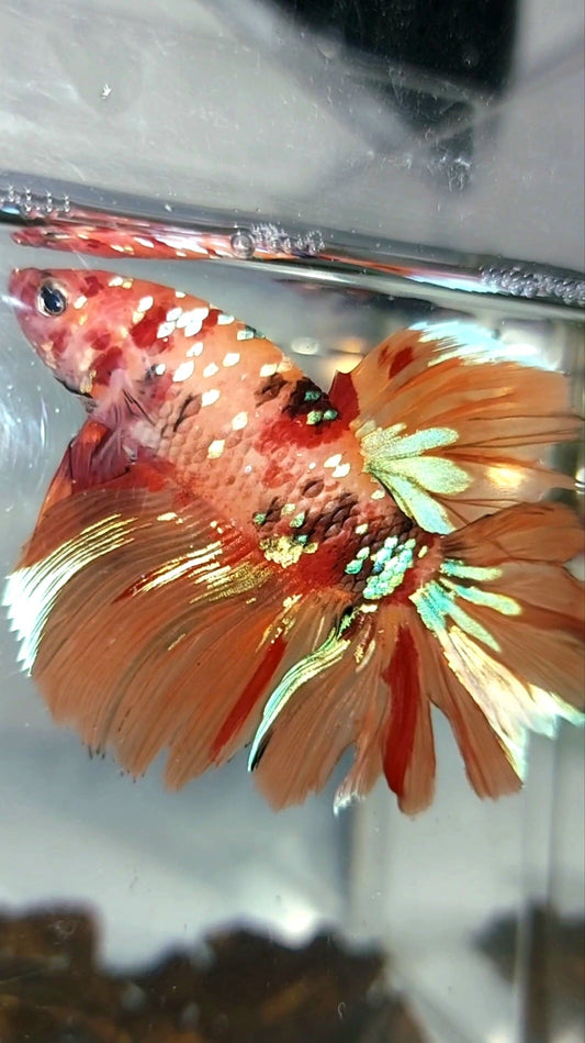 HALFMOON ORANGE GALAXY MULTICOLOR RARE BETTA FISH
