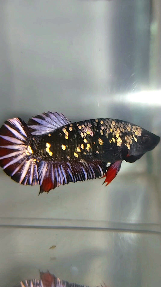 FEMALE PLAKAT BLACK GALAXY AVATAR COPPER BETTA FISH