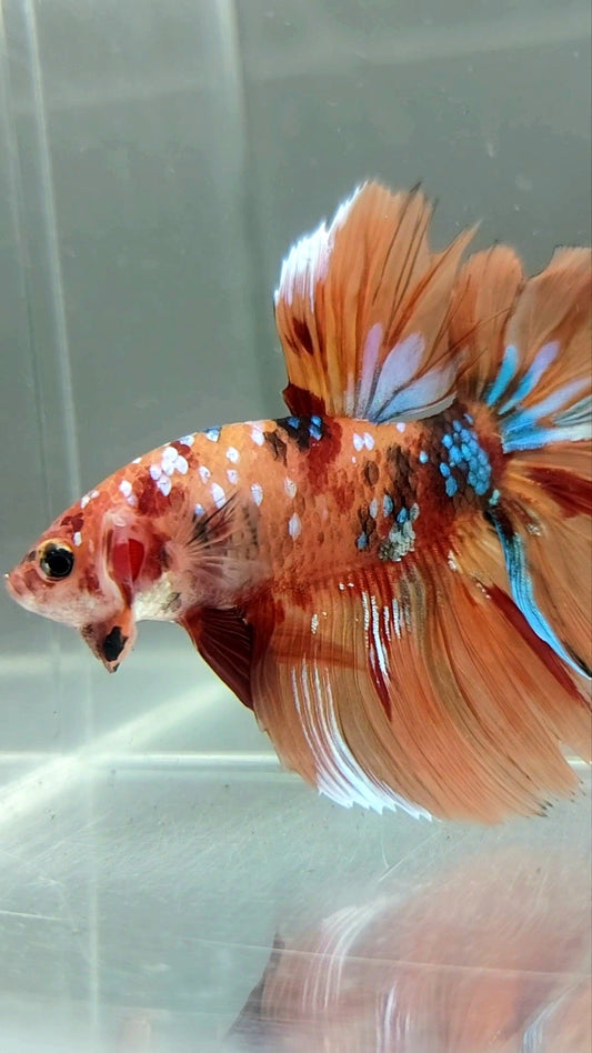 HALFMOON ORANGE GALAXY MULTICOLOR RARE BETTA FISH