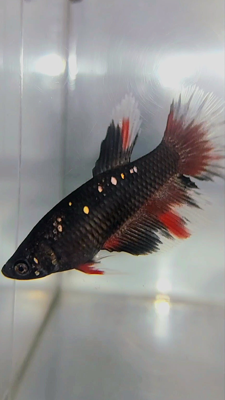 FEMALE HALFMOON BLACK GALAXY AVATAR COPPER RED BETTA FISH
