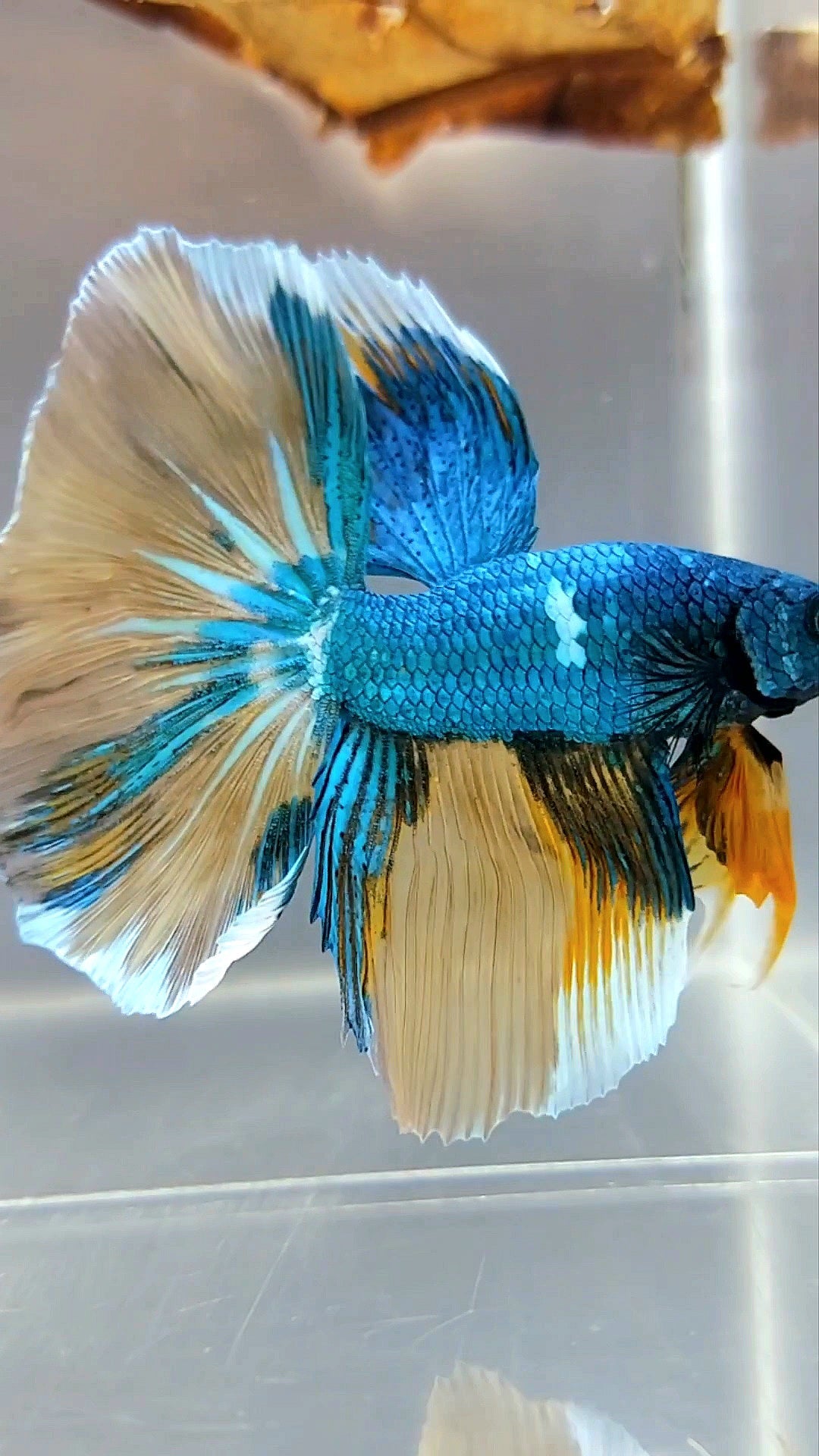 HALFMOON BLUE GREEN YELLOW UNIQUE MULTICOLOR RARE BETTA FISH
