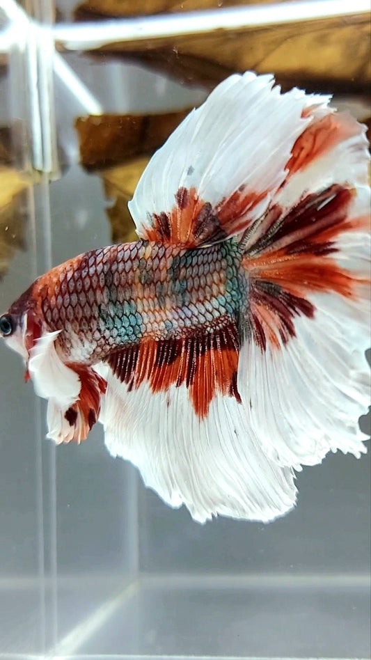 HALFMOON DUMBO EAR ROSETAIL NEMO COPPER MULTICOLOR BUTTERFLY SUPER RARE BETTA FISH