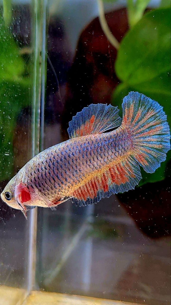 FEMALE PLAKAT VIOLET VANDA BETTA FISH