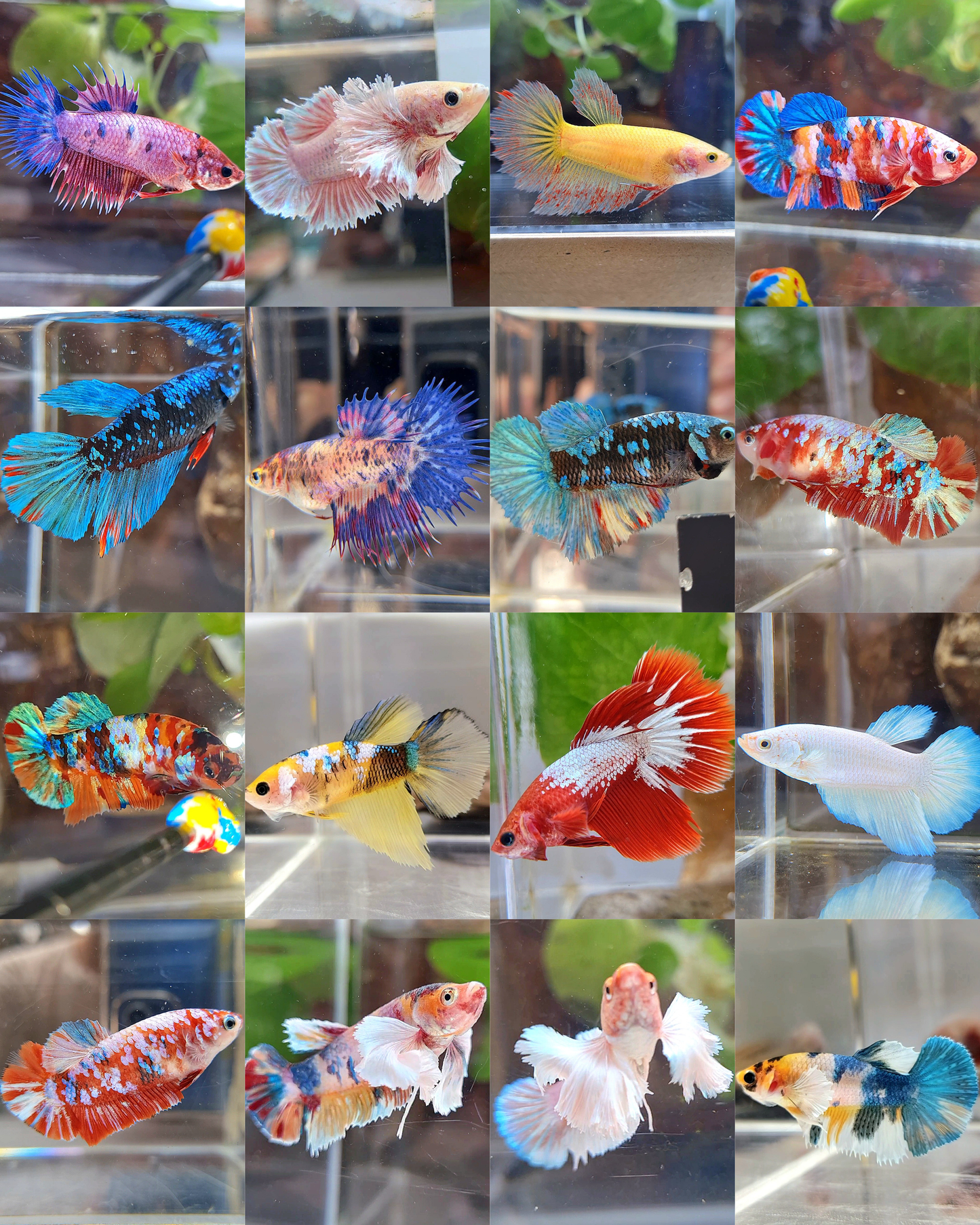 5 FISH FEMALE MYSTERY BOX RANDOM BETTA FISH