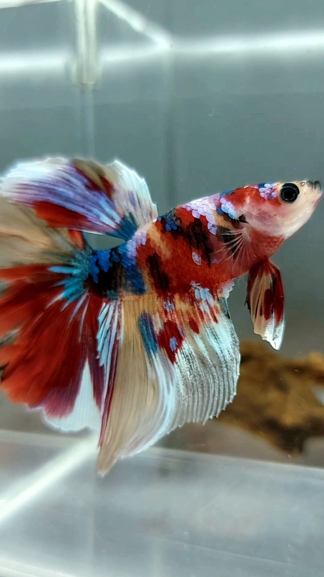 HALFMOON GALAXY UNIQUE MULTICOLOR BETTA FISH