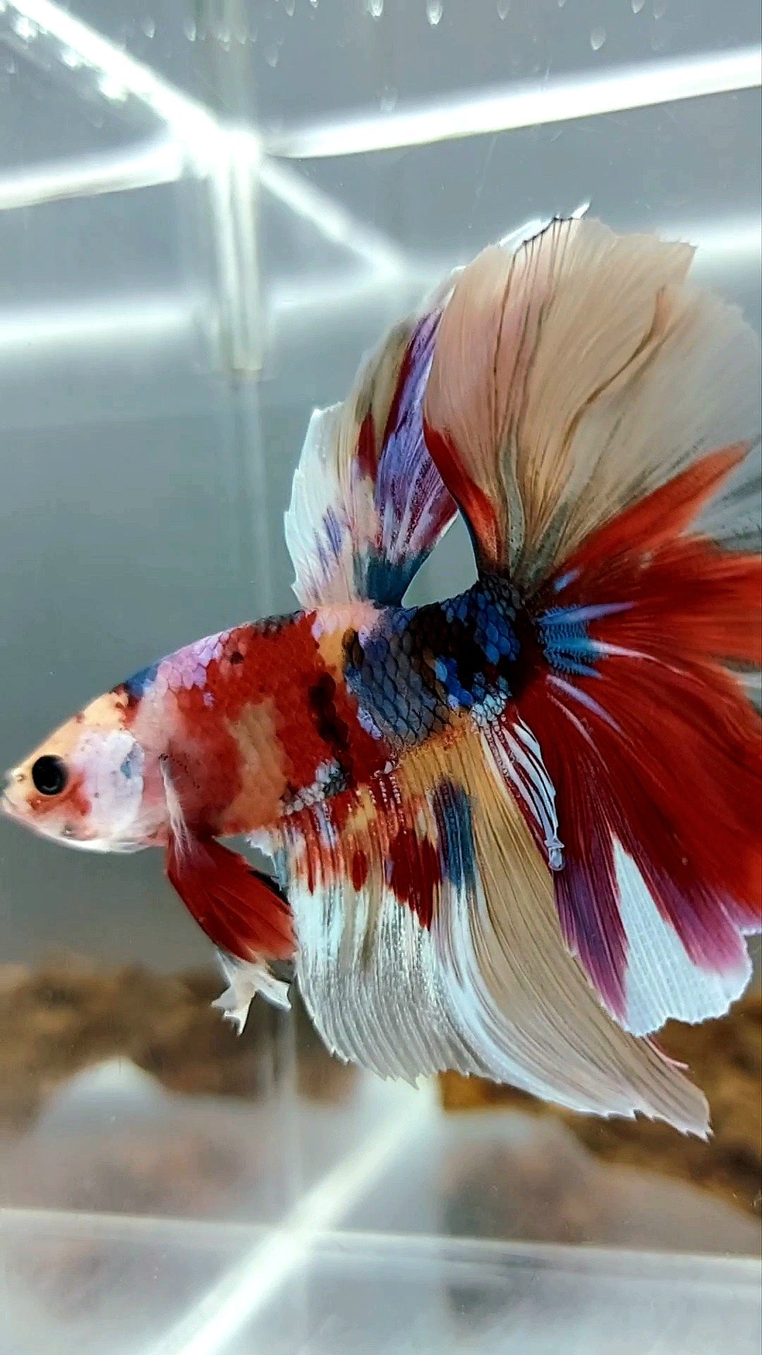 HALFMOON GALAXY UNIQUE MULTICOLOR BETTA FISH