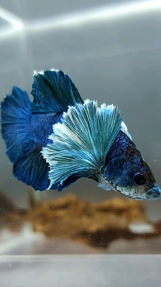 PLAKAT SUPER DUMBO EAR BLUE GREEN TURQUOISE BETTA FISH