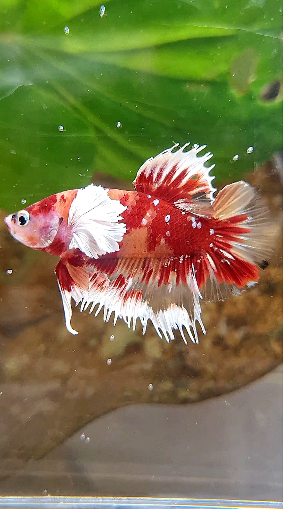 CROWNTAIL PLAKAT DUMBO EAR RED NEMO KOI GALAXY COPPER MULTICOLOR BETTA FISH