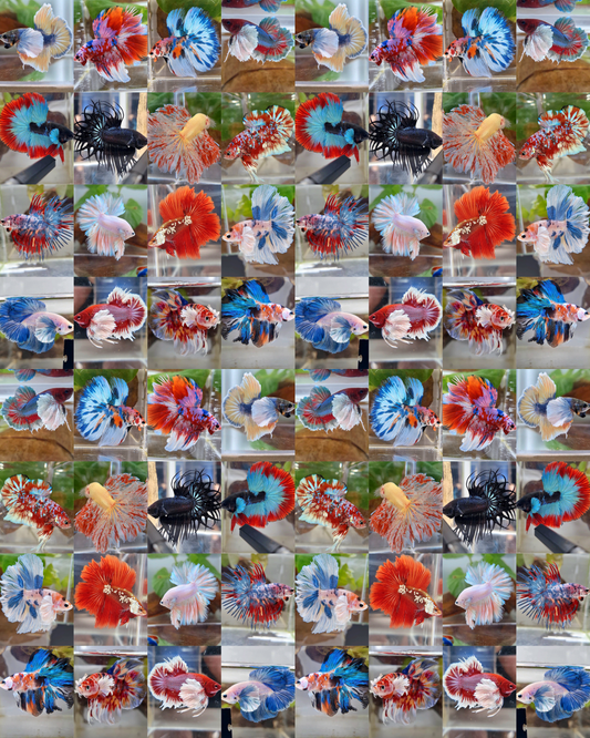 50 FISH MALE WHOLESALE RANDOM BETTA FISH