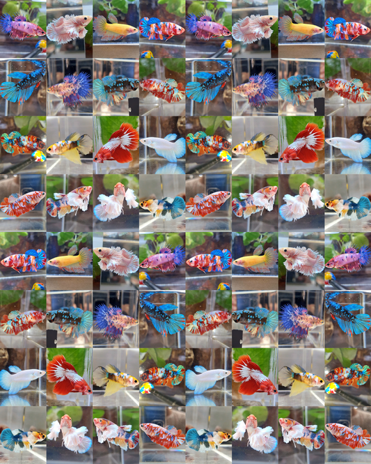 50 FISH FEMALE WHOLESALE RANDOM BETTA FISH