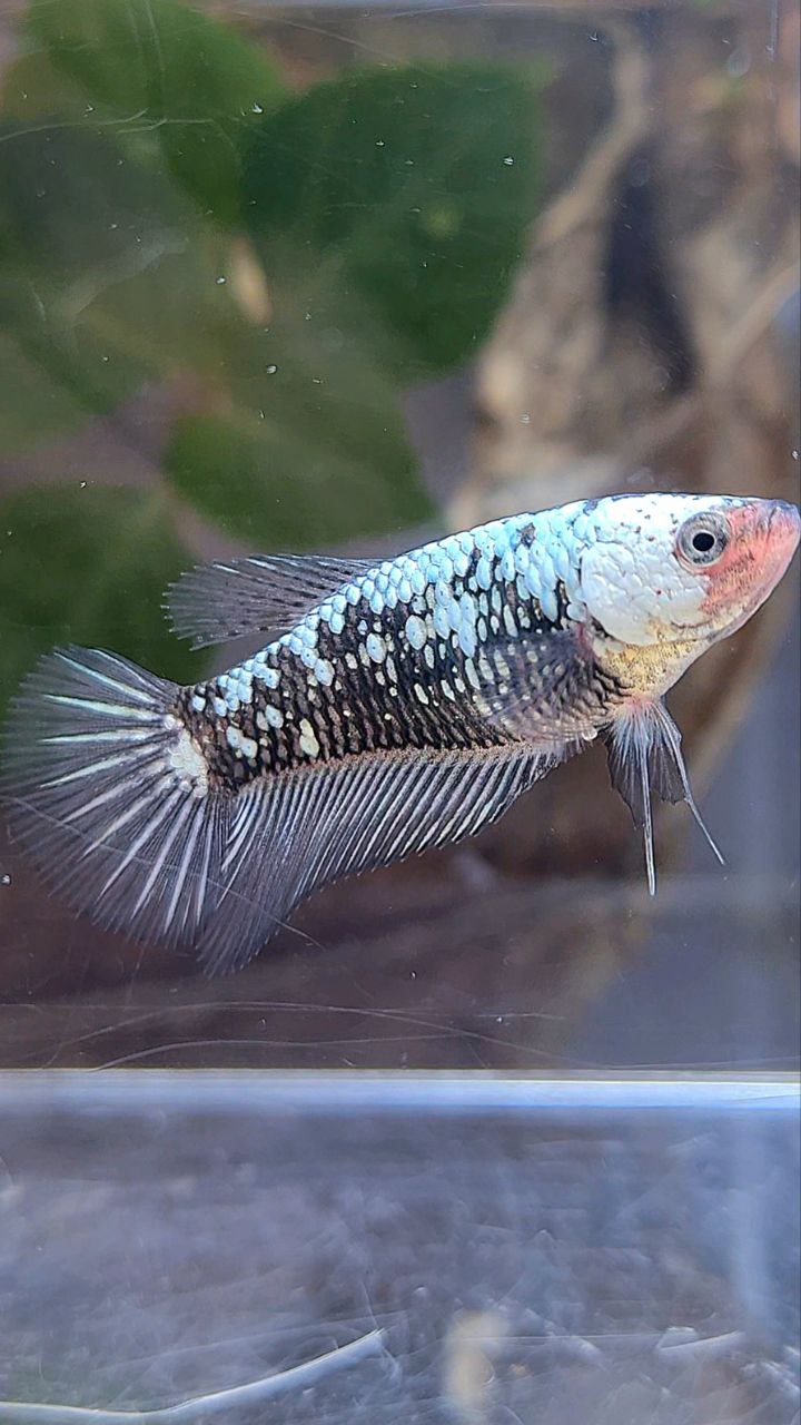 FEMALE PLAKAT BLACK SAMURAI SNOW BETTA FISH