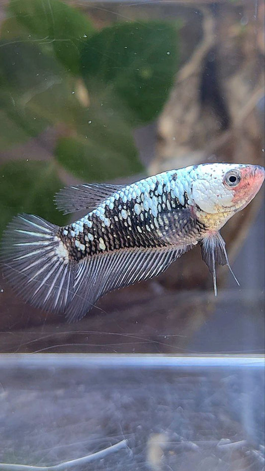 FEMALE PLAKAT BLACK SAMURAI SNOW BETTA FISH