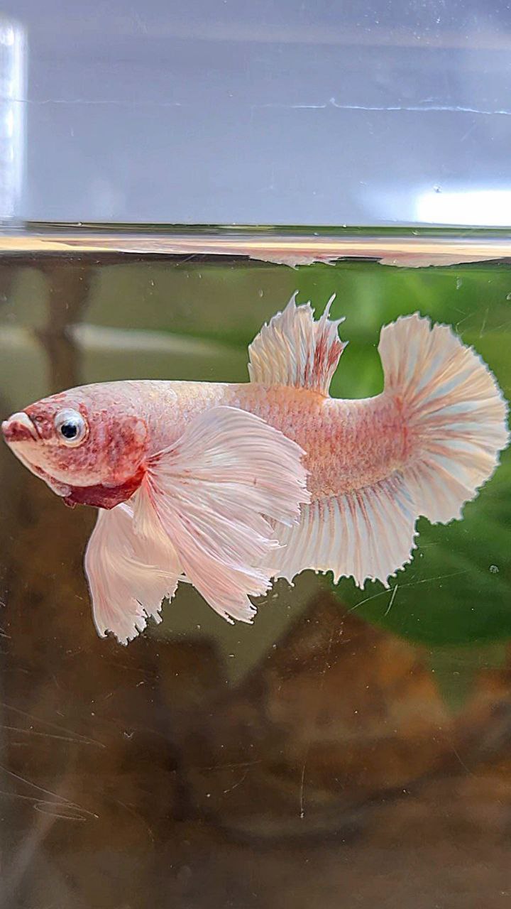 FEMALE PLAKAT SUPER DUMBO EAR WHITE LAVENDER BETTA FISH