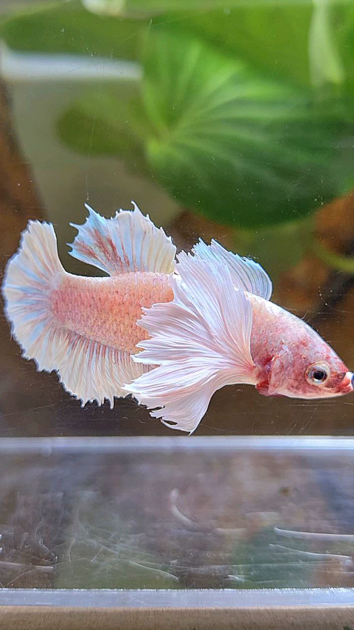 FEMALE PLAKAT SUPER DUMBO EAR WHITE LAVENDER BETTA FISH
