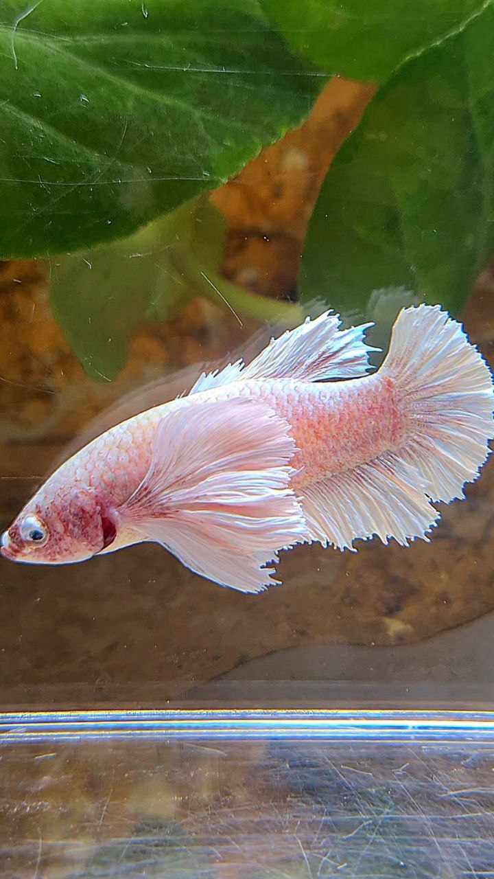 FEMALE PLAKAT SUPER DUMBO EAR WHITE LAVENDER BETTA FISH