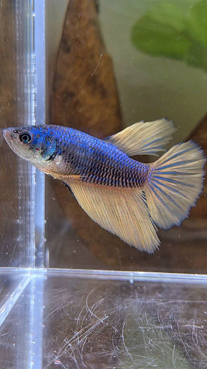 FEMALE HALFMOON BLUE YELLOW MUSTARD GAS BETTA FISH