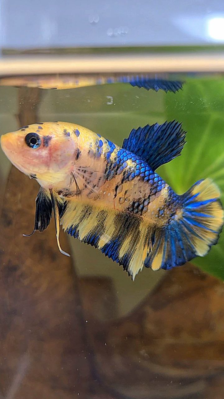 FEMALE PLAKAT YELLOW METTALIC BLUE MULTICOLOR BETTA FISH