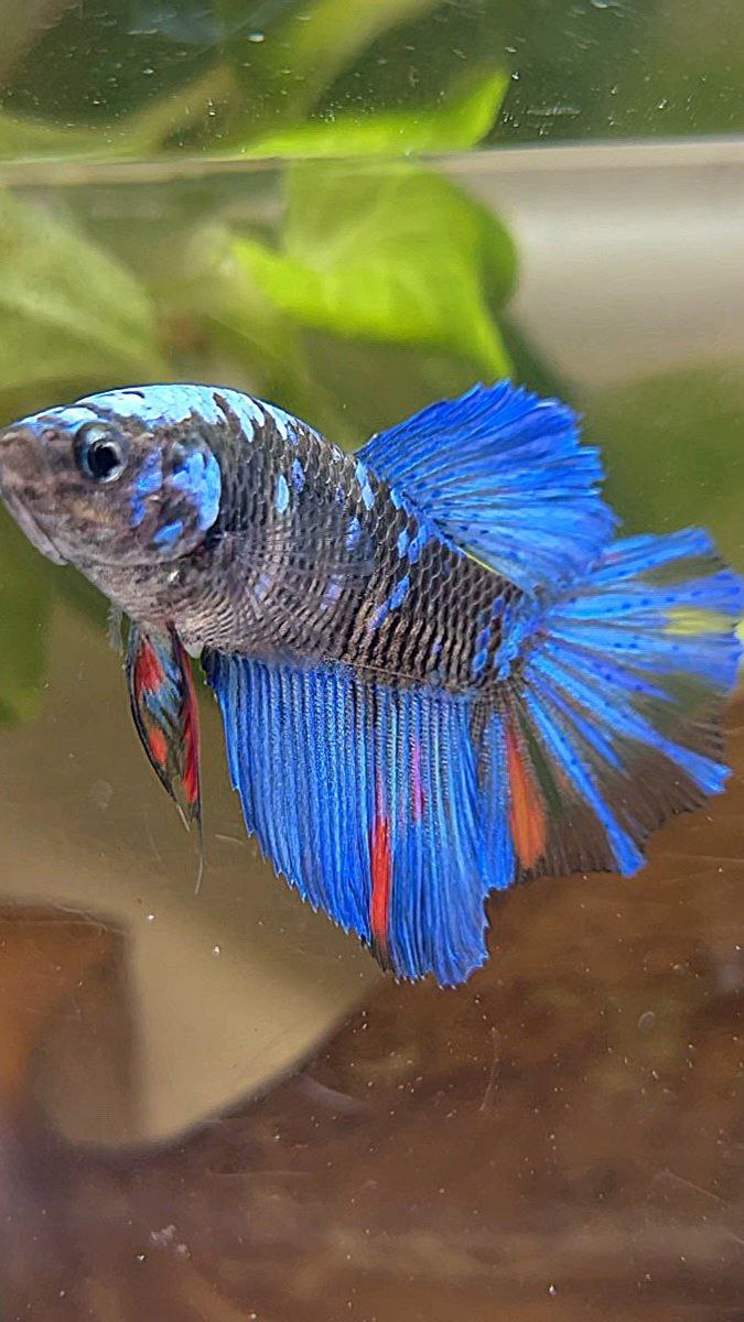 FEMALE HALFMOON BLACK GALAXY AVATAR BLUE BETTA FISH