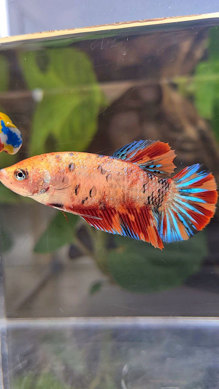 FEMALE PLAKAT METTALIC ORANGE FIRE MULTICOLOR BETTA FISH