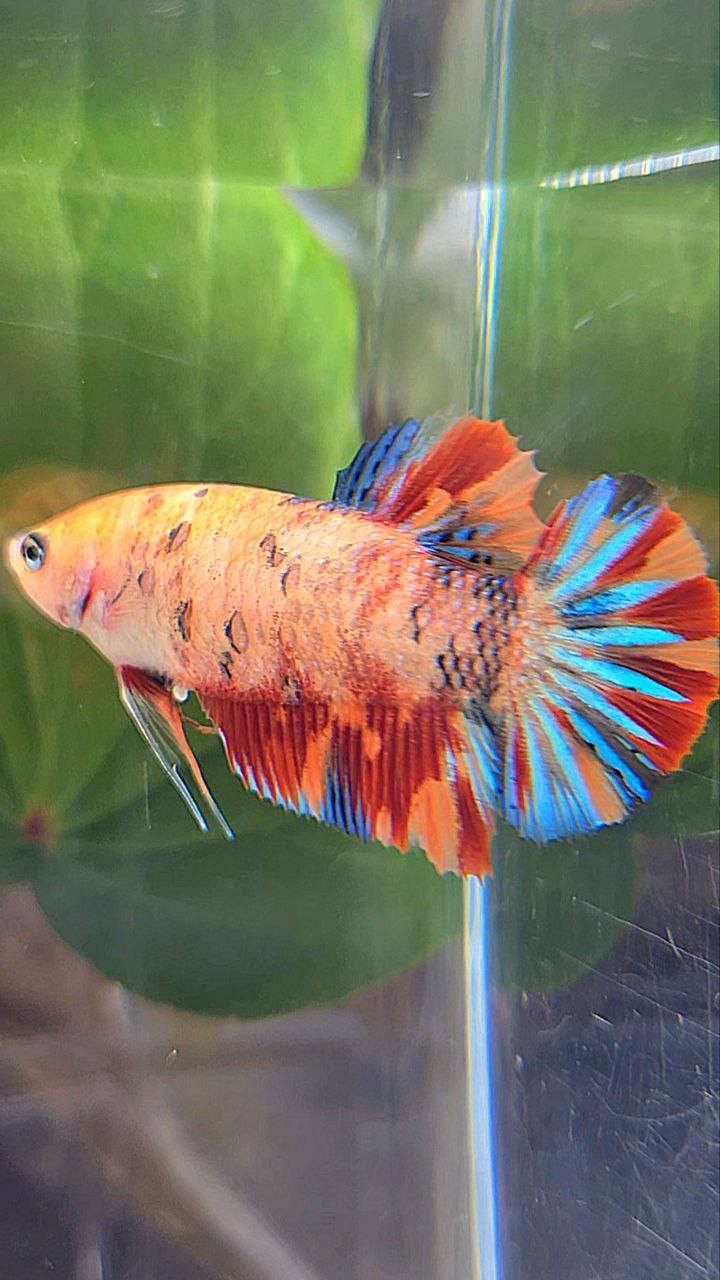 FEMALE PLAKAT METTALIC ORANGE FIRE MULTICOLOR BETTA FISH