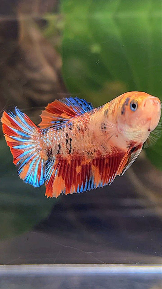 FEMALE PLAKAT METTALIC ORANGE FIRE MULTICOLOR BETTA FISH