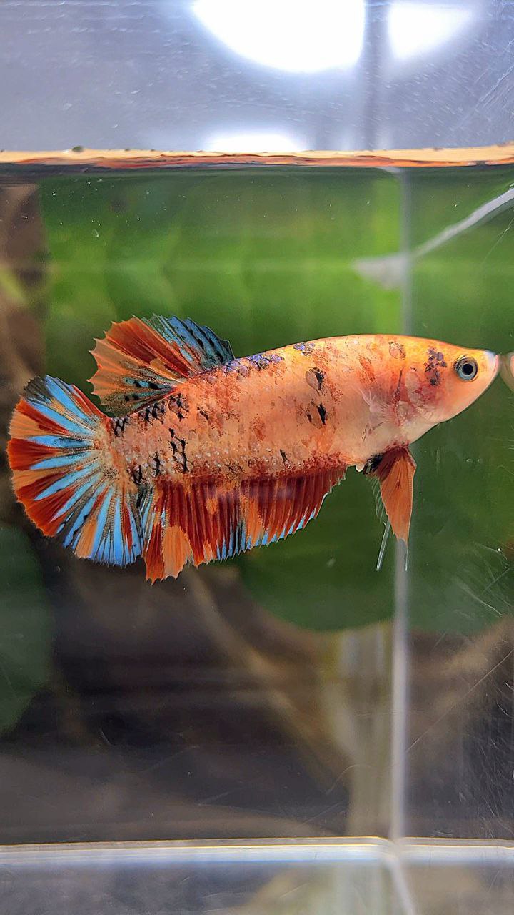 FEMALE PLAKAT METTALIC ORANGE FIRE MULTICOLOR BETTA FISH