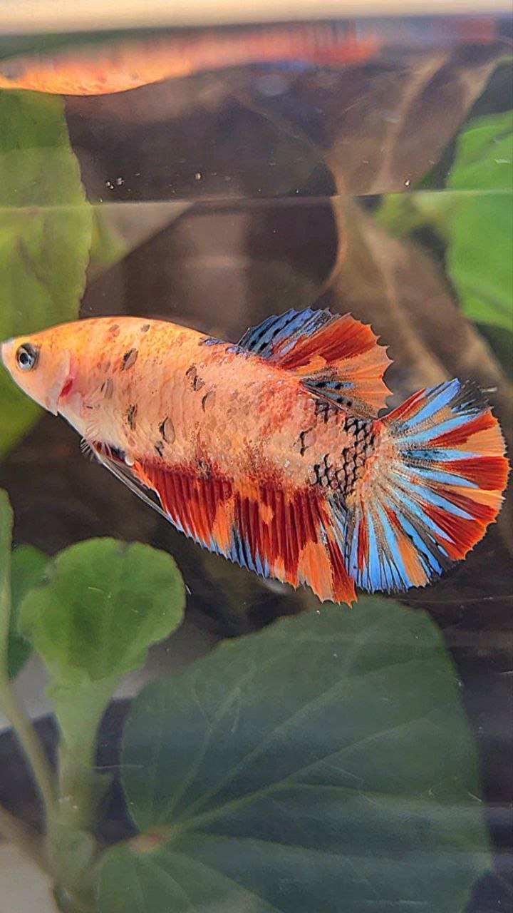 FEMALE PLAKAT METTALIC ORANGE FIRE MULTICOLOR BETTA FISH