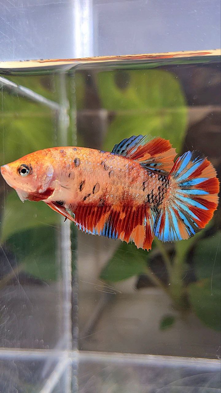FEMALE PLAKAT METTALIC ORANGE FIRE MULTICOLOR BETTA FISH