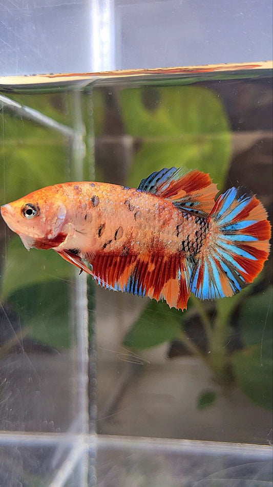 FEMALE PLAKAT METTALIC ORANGE FIRE MULTICOLOR BETTA FISH