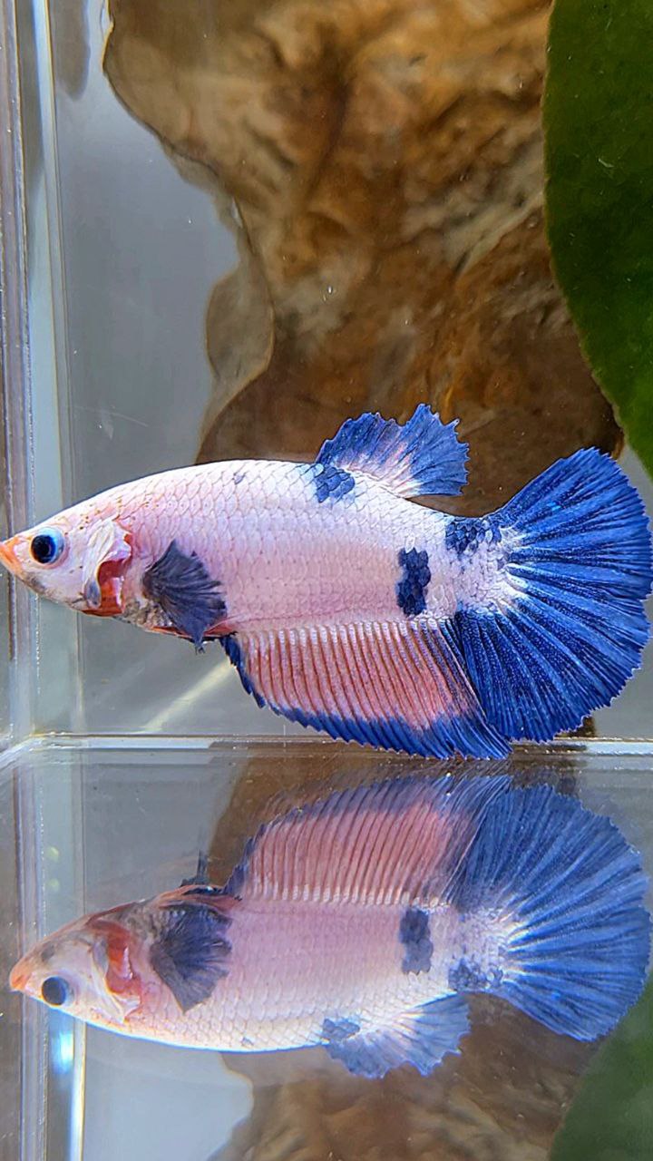 FEMALE HALFMOON PINK FLAMINGGO BLUE MARBLE BETTA FISH