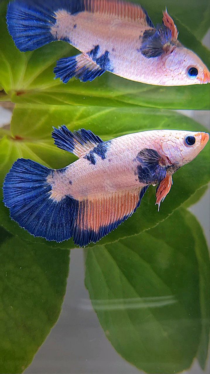 FEMALE HALFMOON PINK FLAMINGGO BLUE MARBLE BETTA FISH