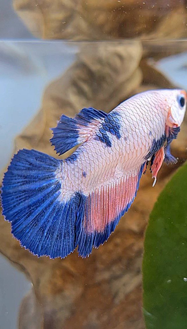 FEMALE HALFMOON PINK FLAMINGGO BLUE MARBLE BETTA FISH