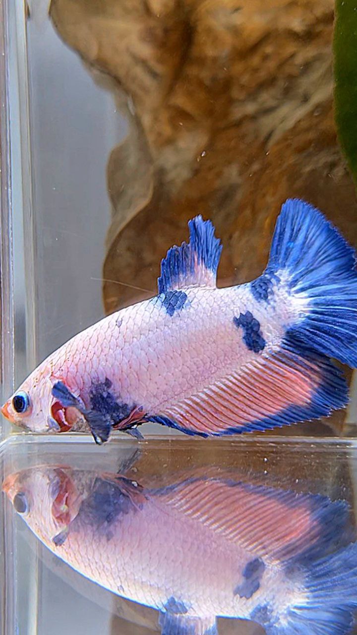 FEMALE HALFMOON PINK FLAMINGGO BLUE MARBLE BETTA FISH