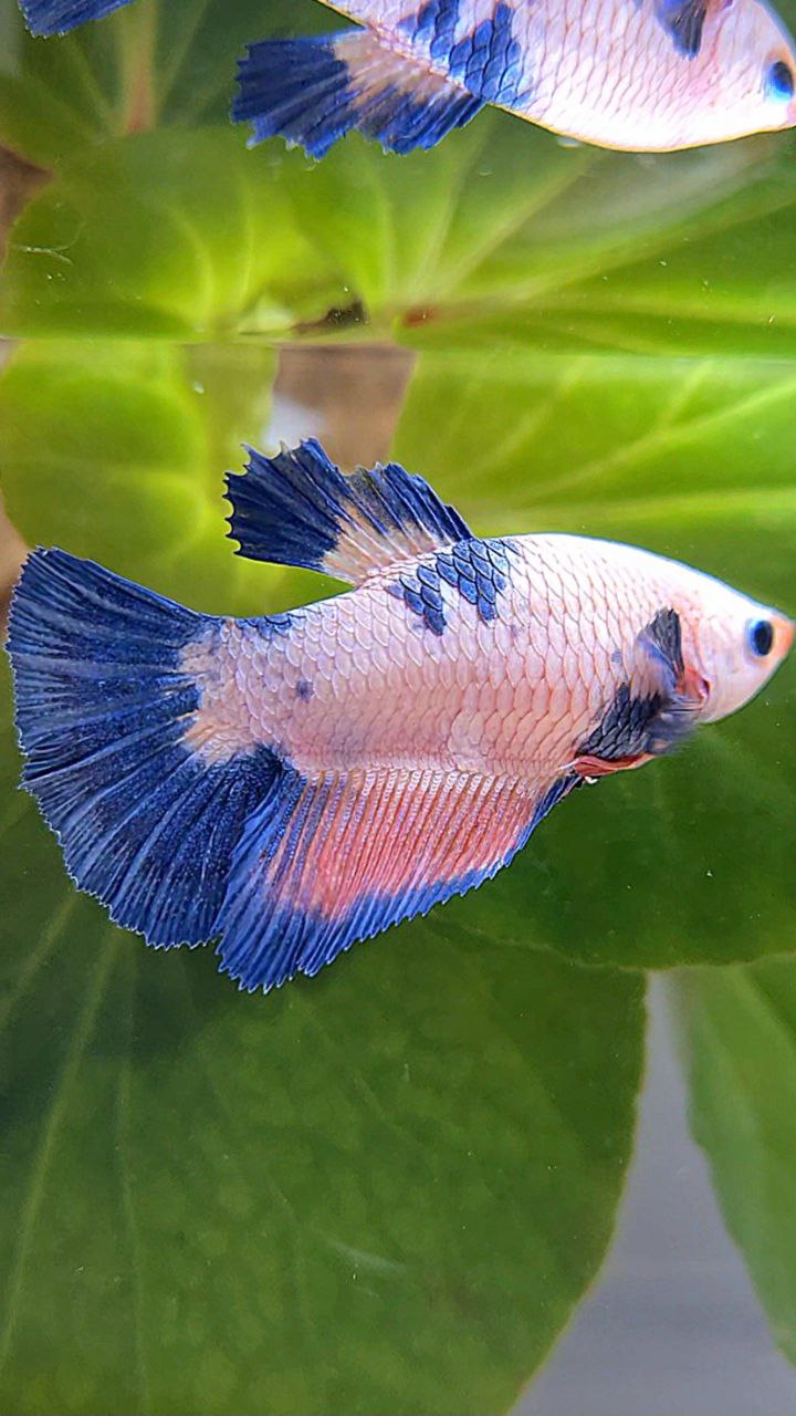FEMALE HALFMOON PINK FLAMINGGO BLUE MARBLE BETTA FISH