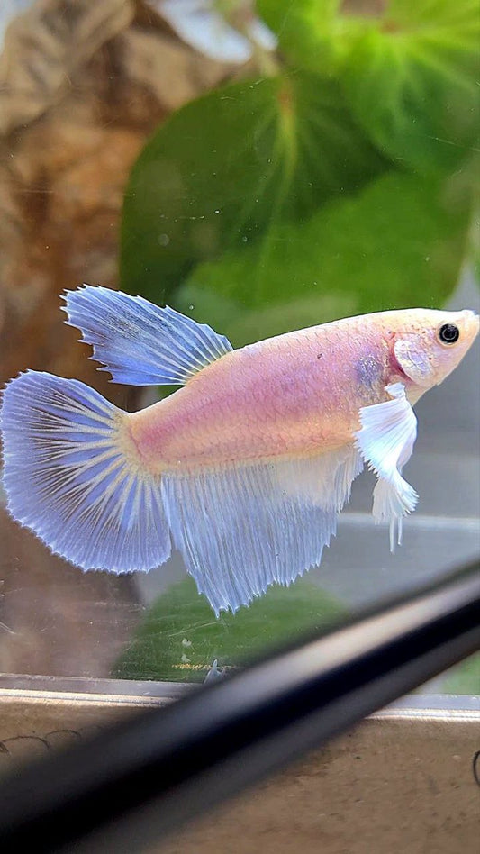 FEMALE HALFMOON DUMBO EAR WHITE BETTA FISH