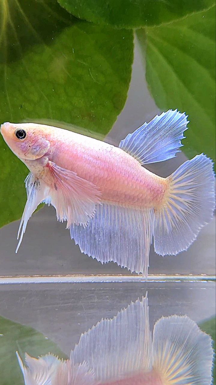 FEMALE HALFMOON DUMBO EAR WHITE BETTA FISH