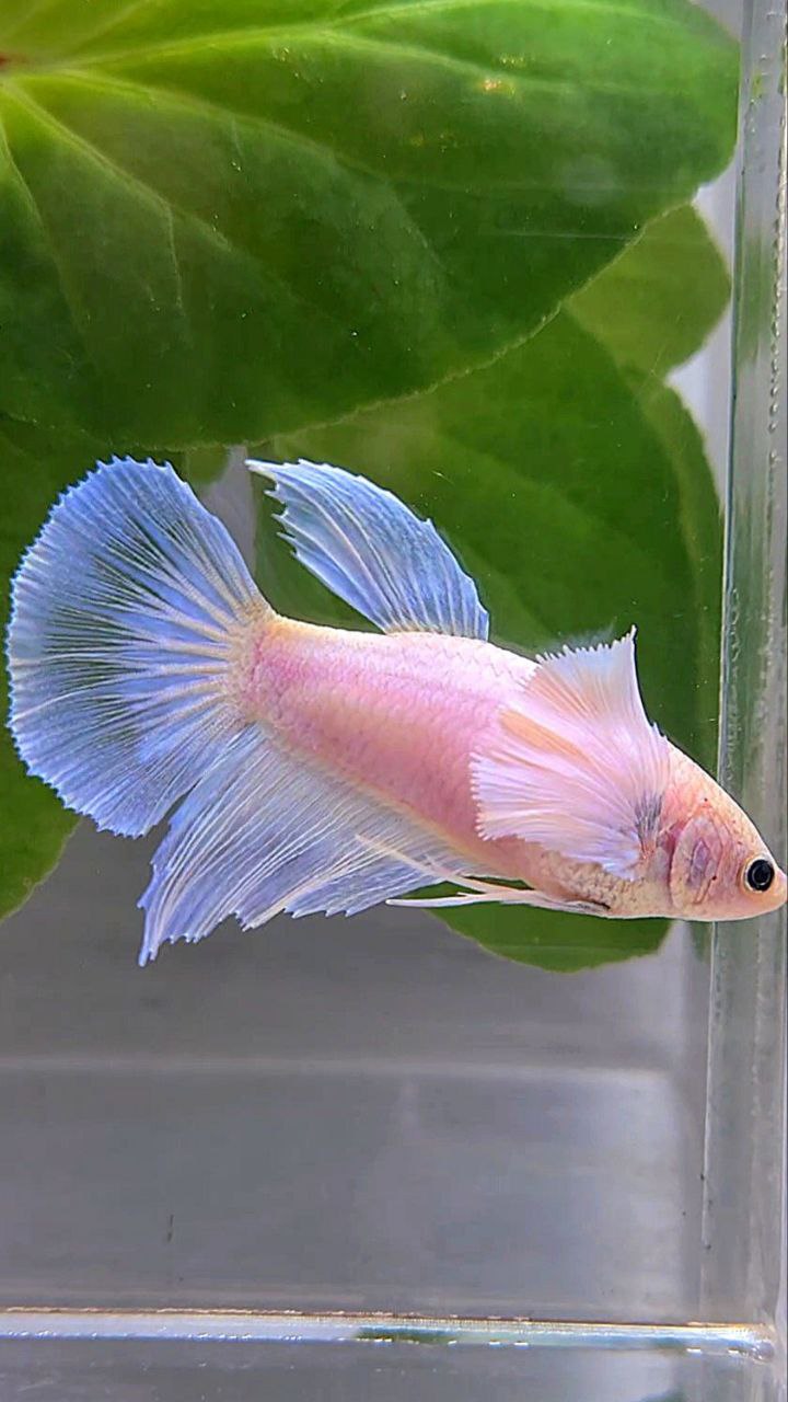 FEMALE HALFMOON DUMBO EAR WHITE BETTA FISH