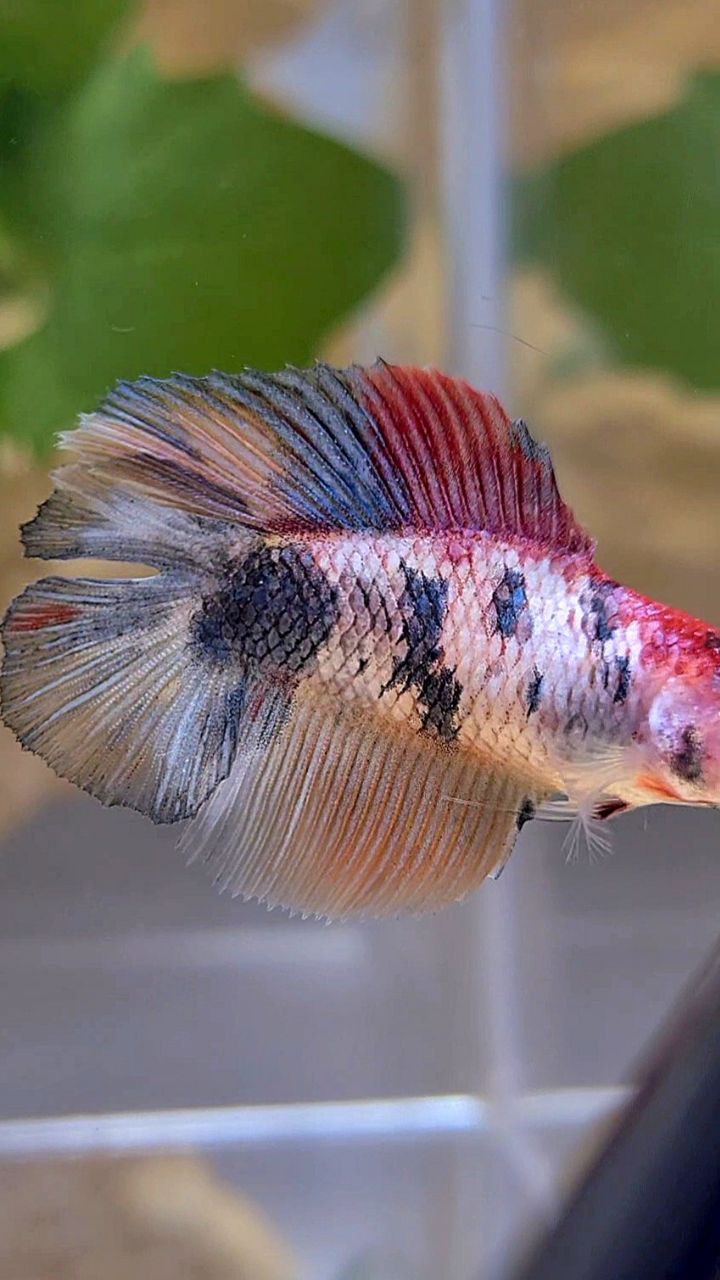 FEMALE HALFMOON DOUBLE TAIL PINK FANCY MULTICOLOR BETTA FISH