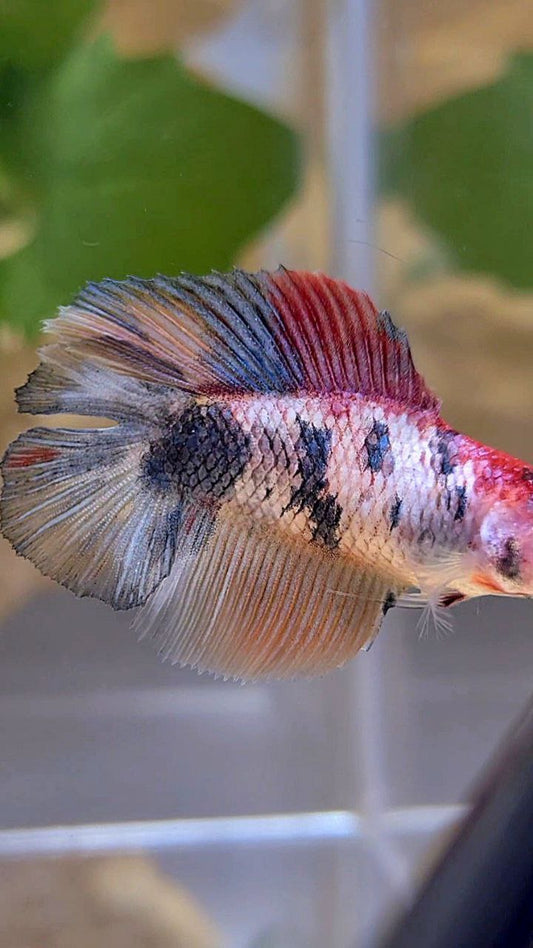 FEMALE HALFMOON DOUBLE TAIL PINK FANCY MULTICOLOR BETTA FISH