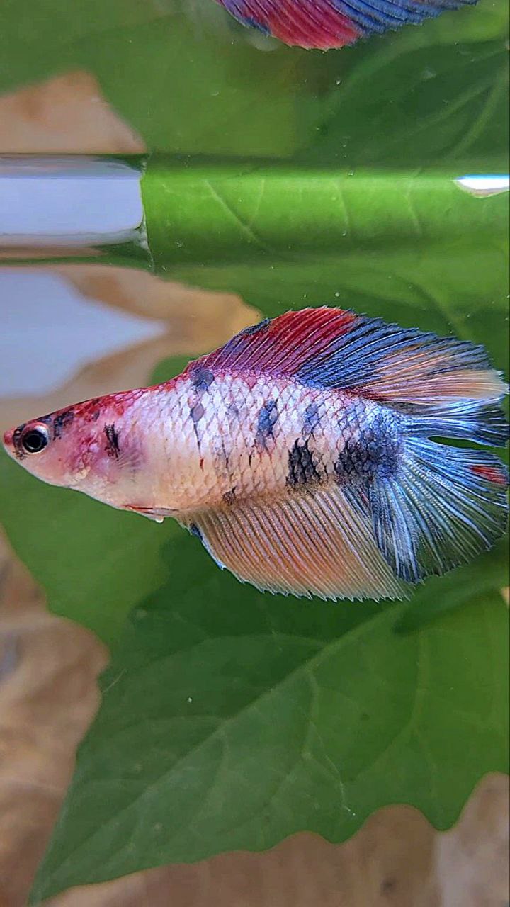 FEMALE HALFMOON DOUBLE TAIL PINK FANCY MULTICOLOR BETTA FISH