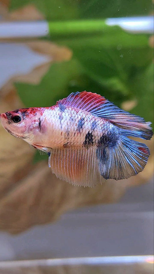 FEMALE HALFMOON DOUBLE TAIL PINK FANCY MULTICOLOR BETTA FISH