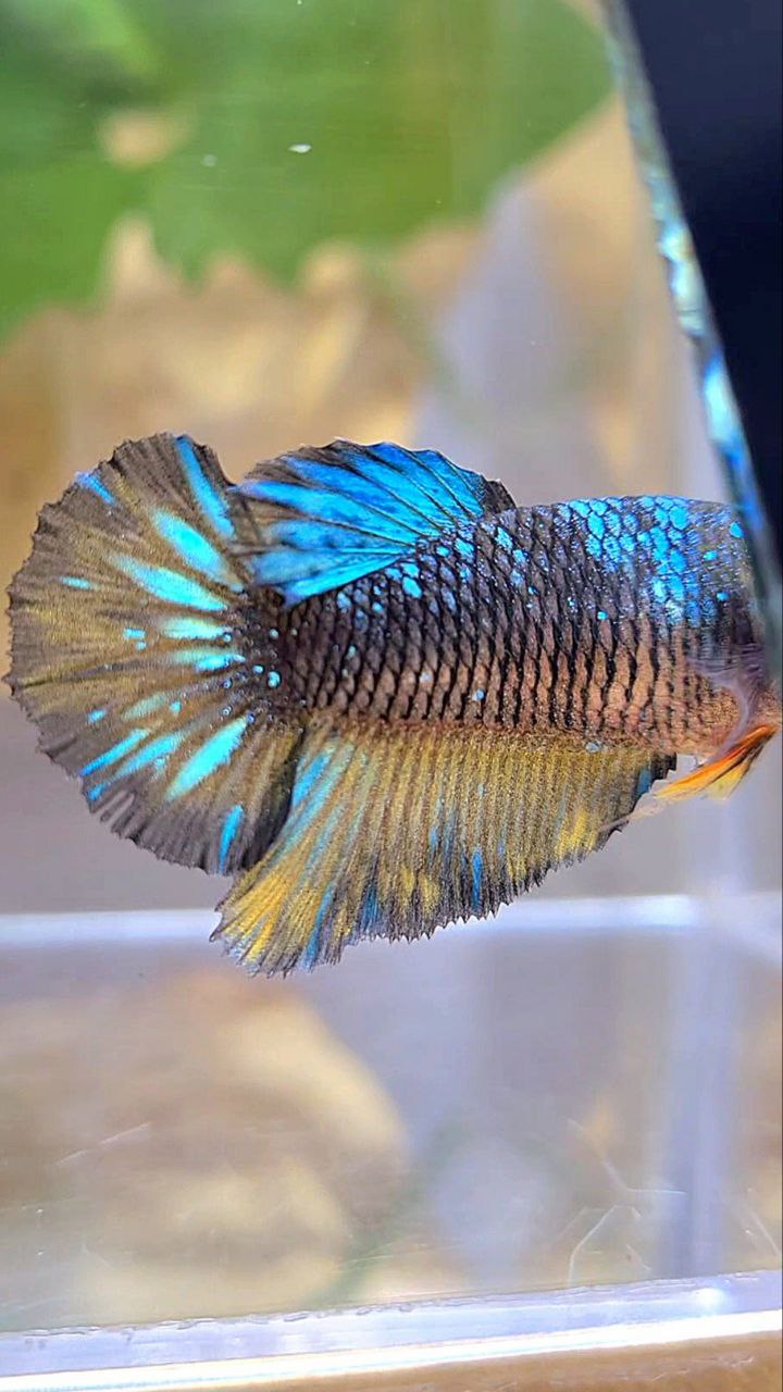 FEMALE HALFMOON BLACK GALAXY AVATAR BLUE YELLOW BETTA FISH