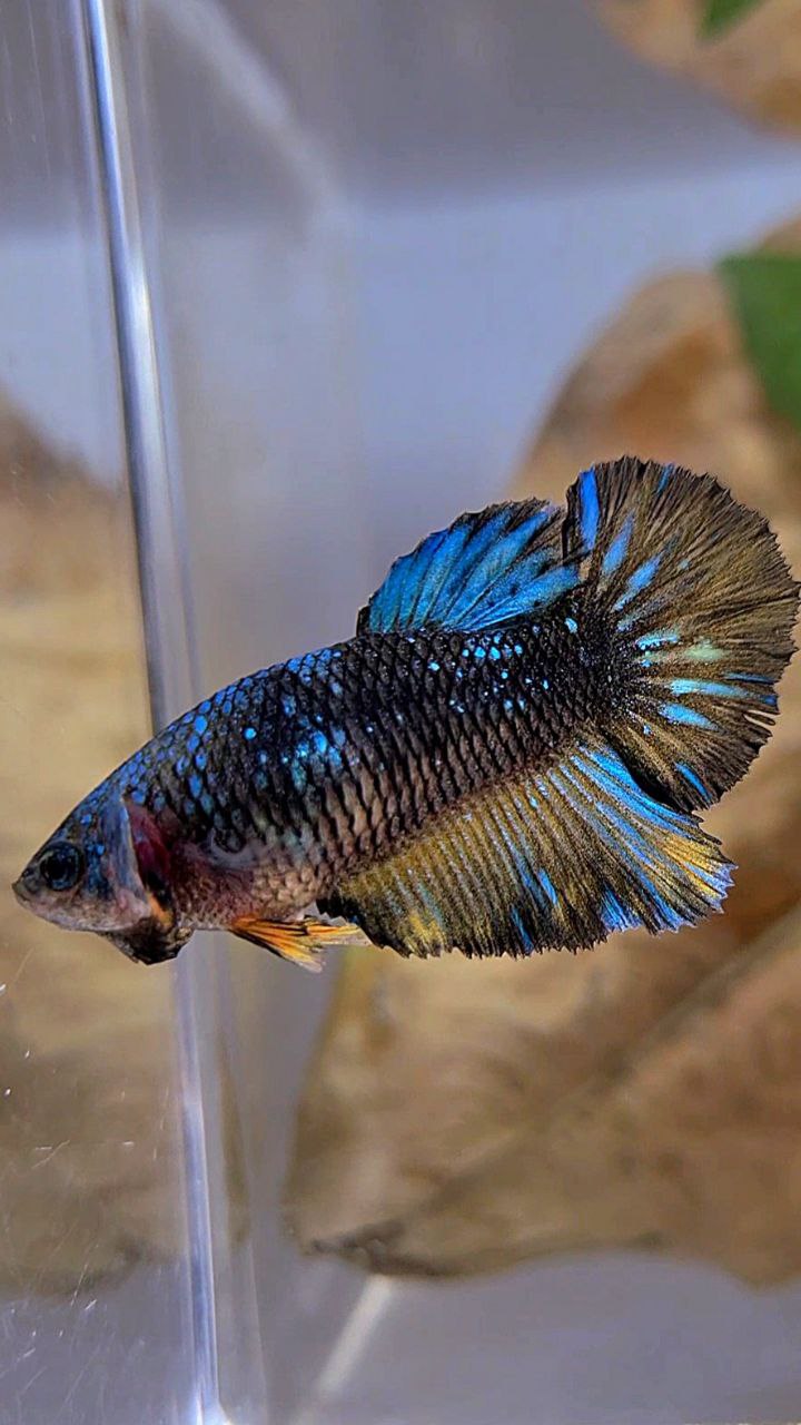 FEMALE HALFMOON BLACK GALAXY AVATAR BLUE YELLOW BETTA FISH