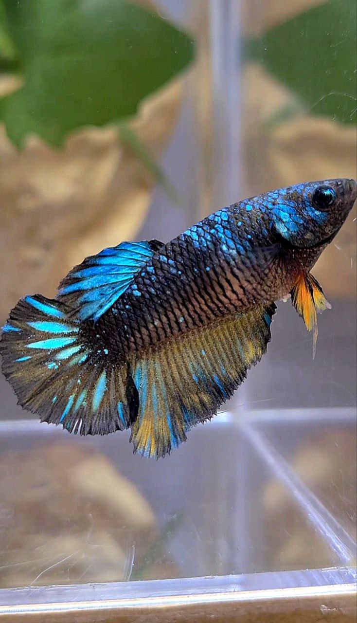 FEMALE HALFMOON BLACK GALAXY AVATAR BLUE YELLOW BETTA FISH
