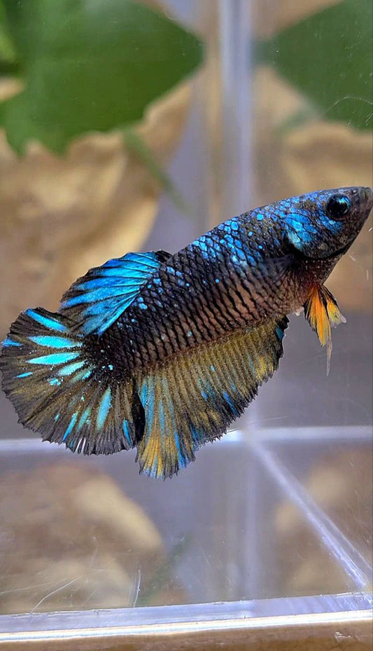 FEMALE HALFMOON BLACK GALAXY AVATAR BLUE YELLOW BETTA FISH