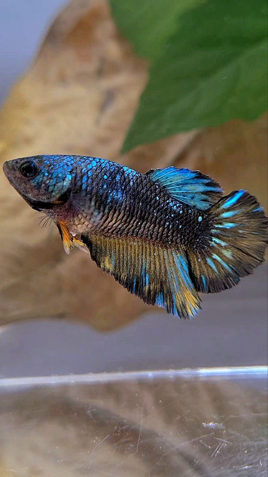 FEMALE HALFMOON BLACK GALAXY AVATAR BLUE YELLOW BETTA FISH