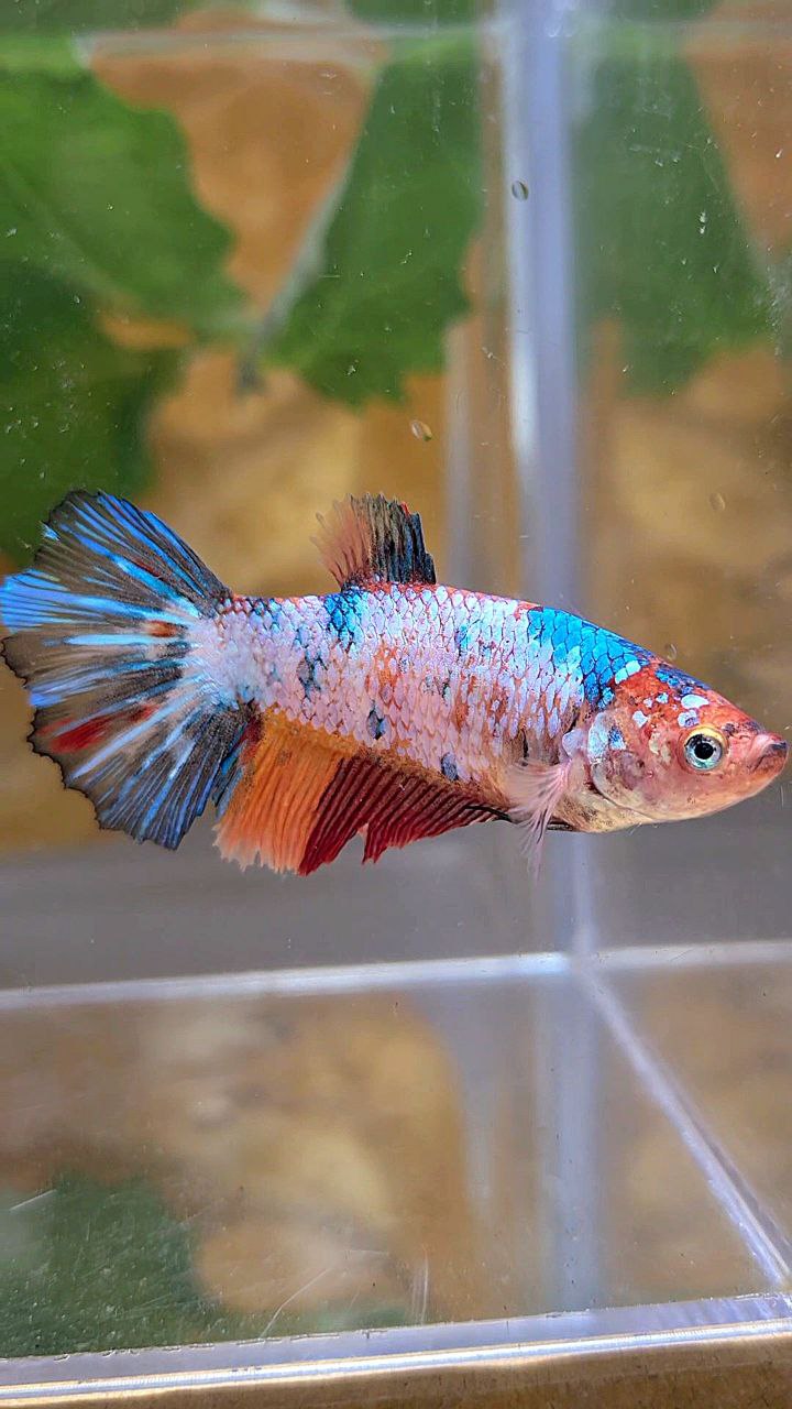 XL FEMALE HALFMOON FANCY MULTICOLOR BETTA FISH